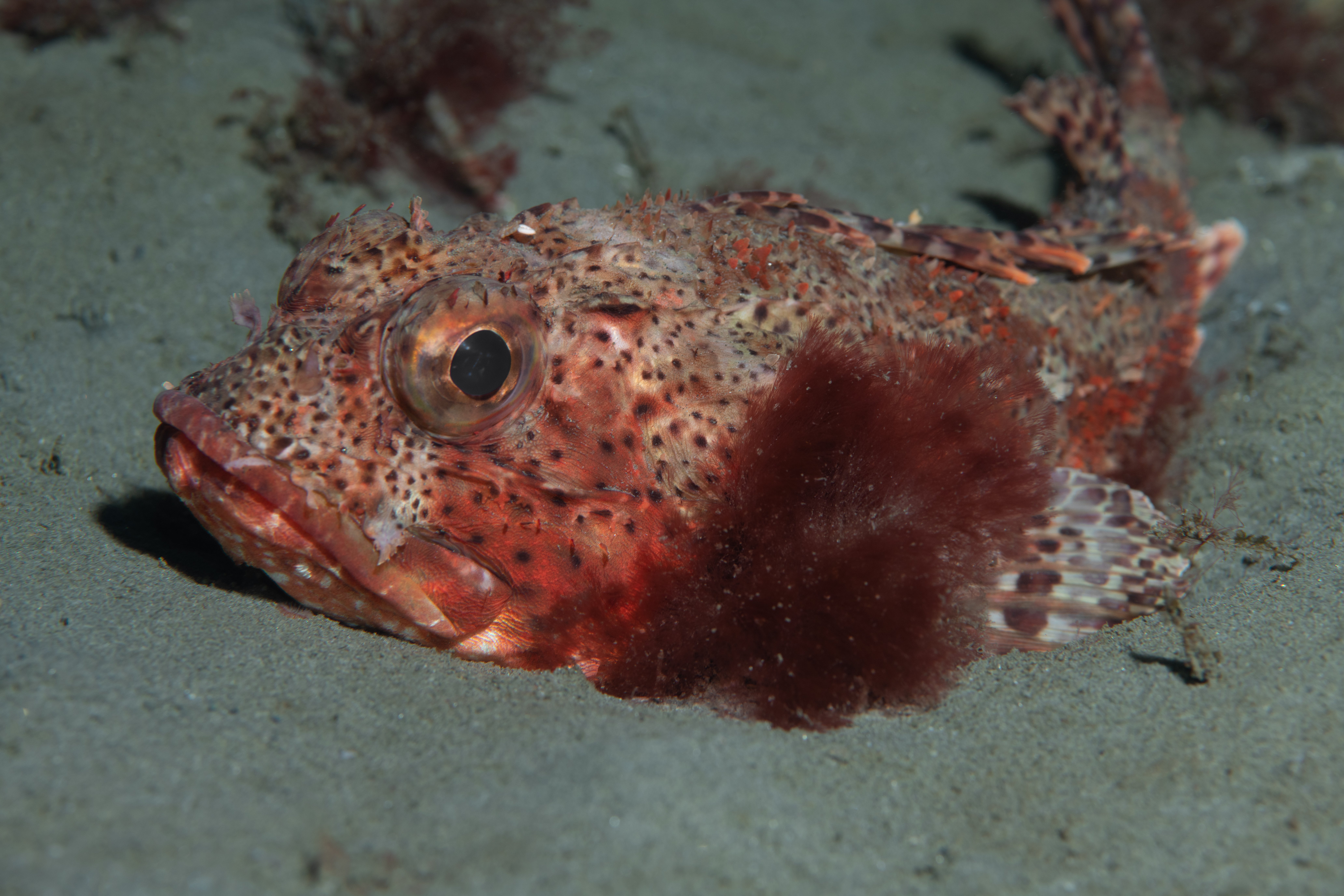 Topaz Deep DSC_9069.jpg