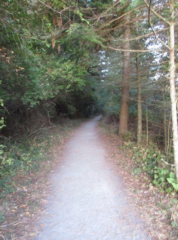 Trail up to the road