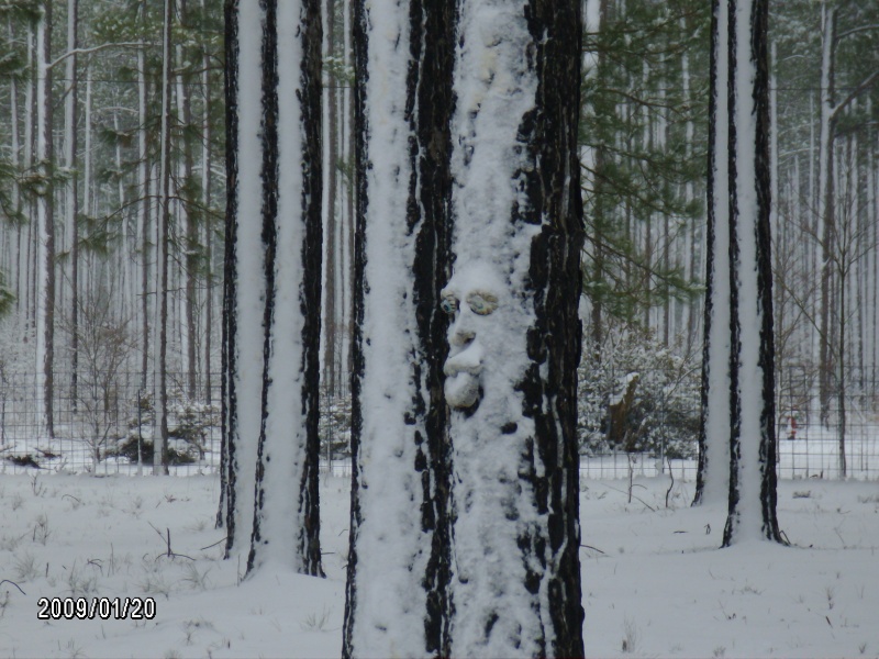 Tree not happy with the snow..