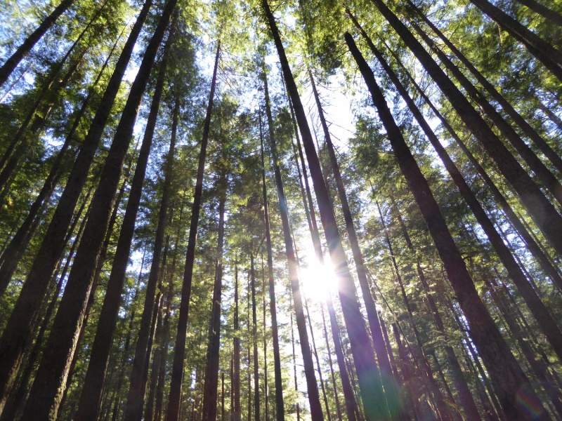Trees along trail to Small Inlet
