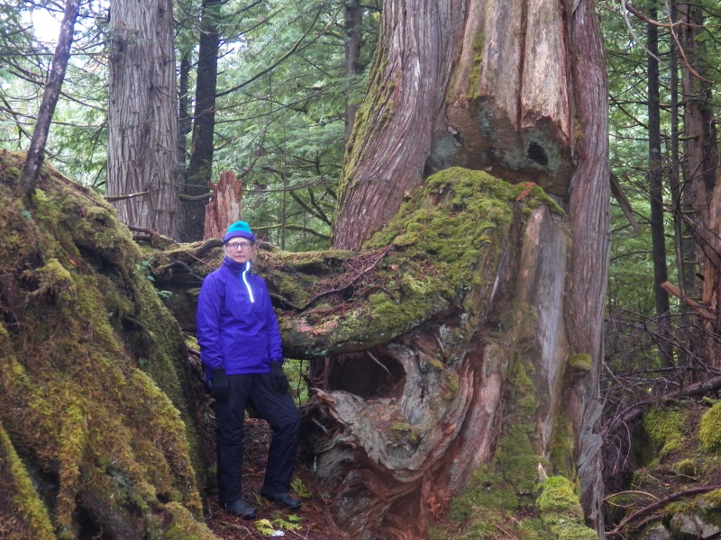 Trees had been harvested here.  This is what is called a "Culturally Modified Tree."  It showed the markings of being partly cut down with something small, like a hand adze, then somebody changed their mind a century ago.