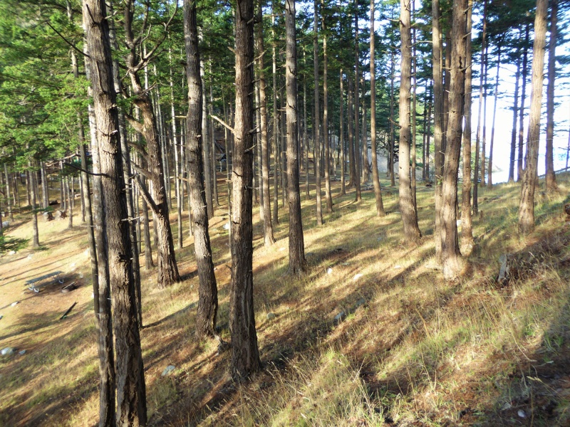 Trees on James island