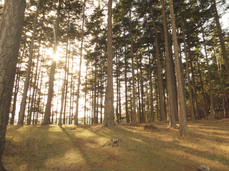 Trees on James island