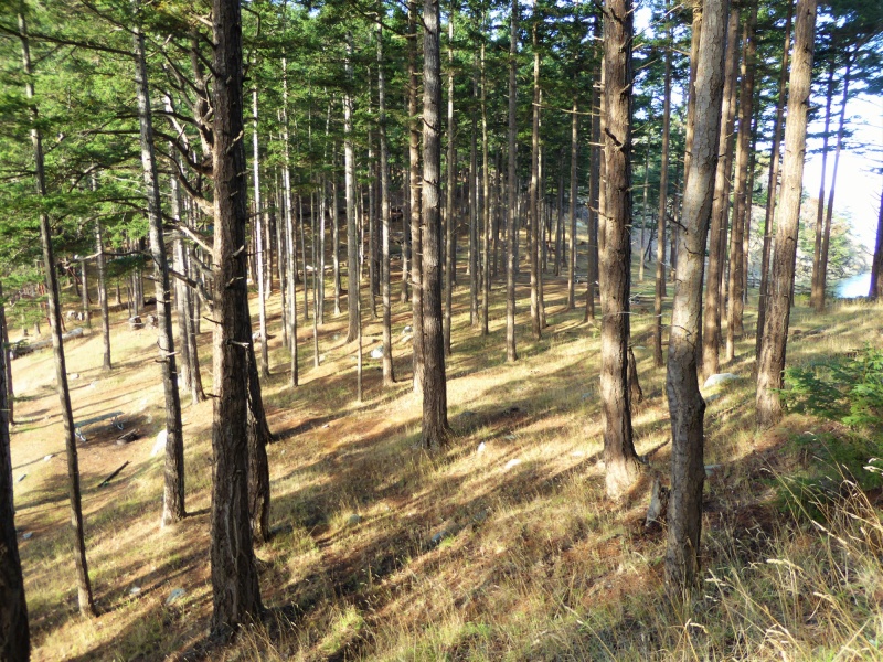 Trees on the "saddle" of James Island