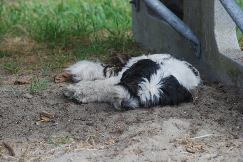 Tuckered out Daydream crewmember Baxter