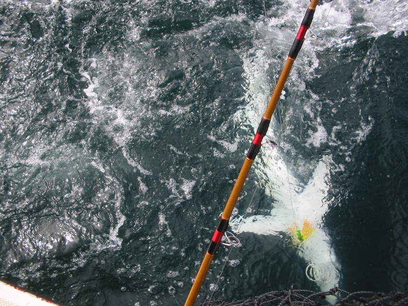 Tuna fishing shark3 7-31-2007