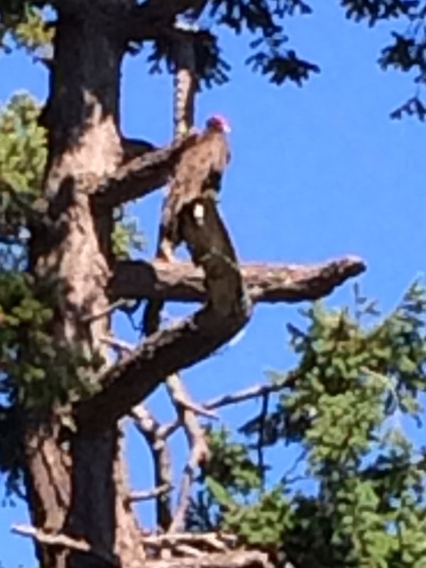 Turkey Vulture on Sucia Island