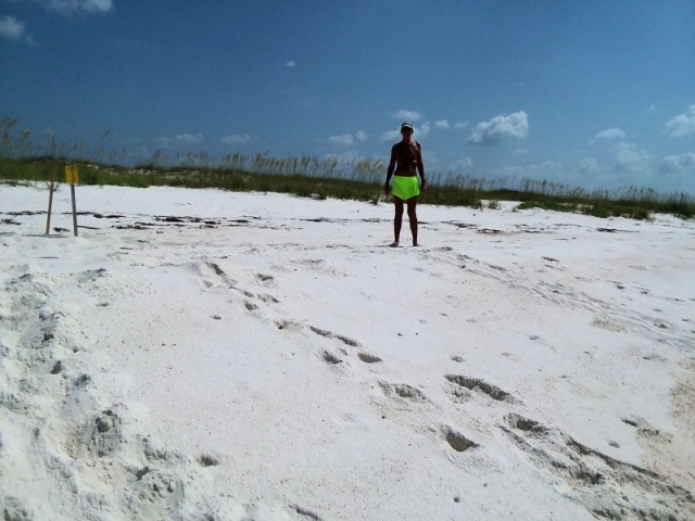 turtle nest and Mama Turtle tracks, she was a BIG girl