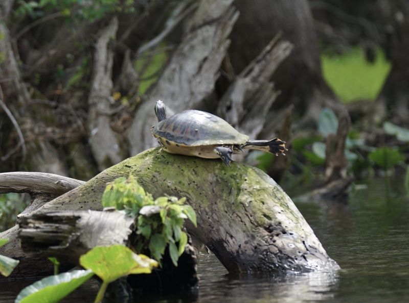 Turtle stretch