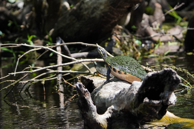 Turtle time