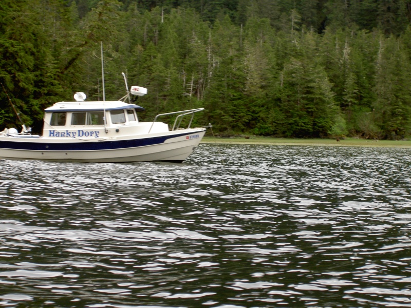 two bears off the bow black bay