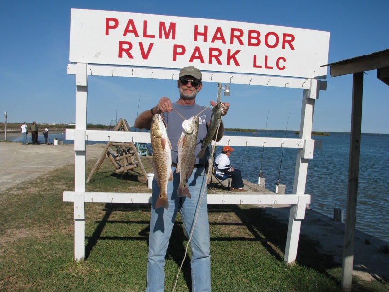 Two Red Drum 24" and 21" and a Trout