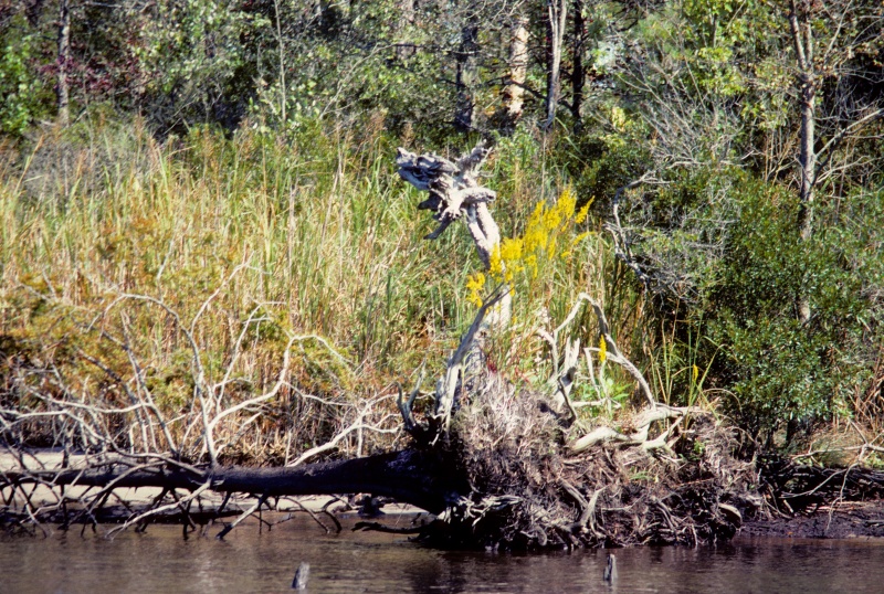 VA Beach fallen Cypress \"Dragon Tree\" on the ICW - fall 1988