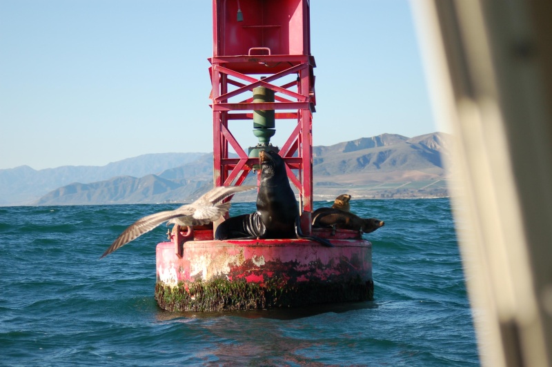 Ventura Bell