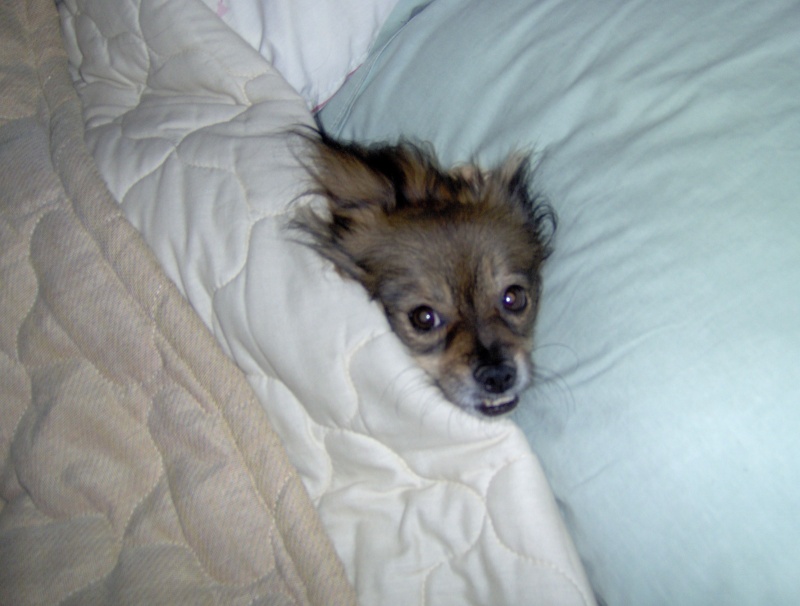 Wake me at noon for breakfast