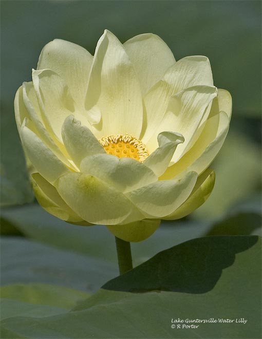 Water Lilly at Goosepond, near Scottsboro on Lake Guntersville