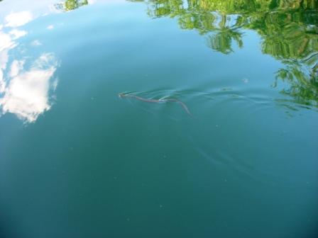 water snake passing through