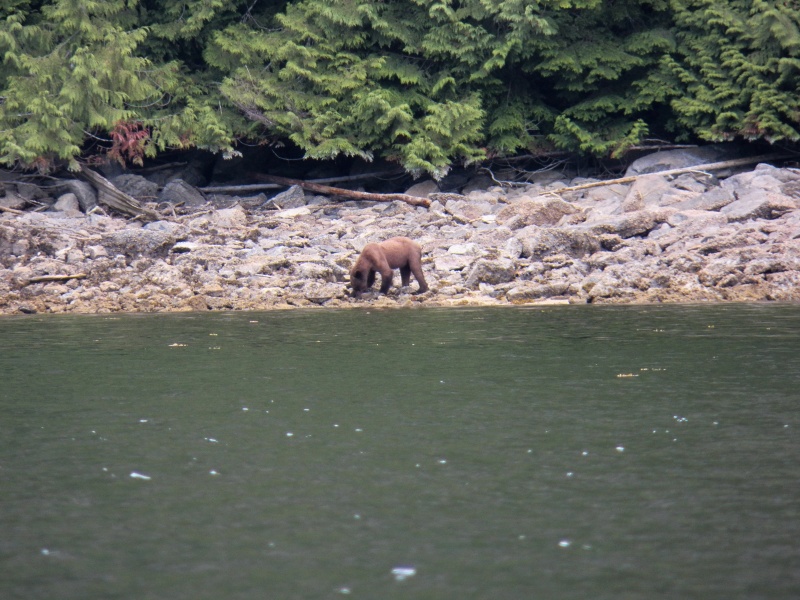 We had our own bear watching float.