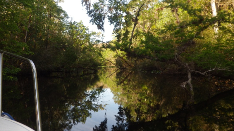 We made it through Bear Creek to the Oklawaha.  We had to raise the motors and pole the last bit.