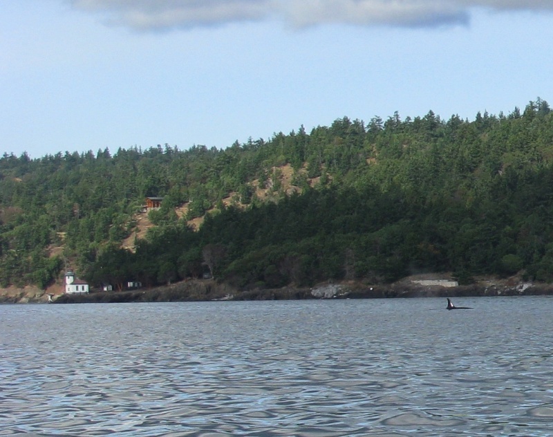 We spotted ORCA whales off of San Juan Island (Picture was taken from over 300 yards away)