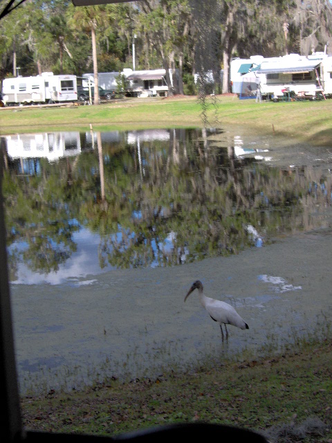 We think this is a google bird.