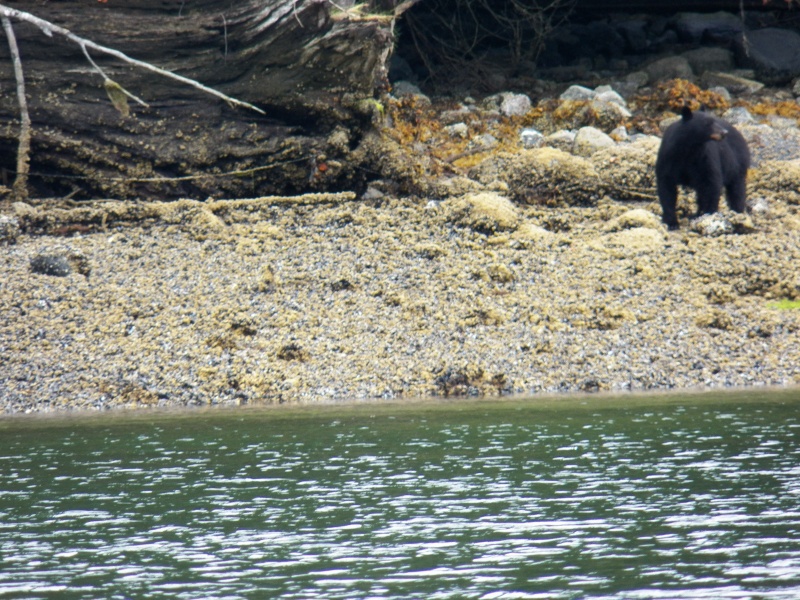 We were joined by a fellow clam digger.