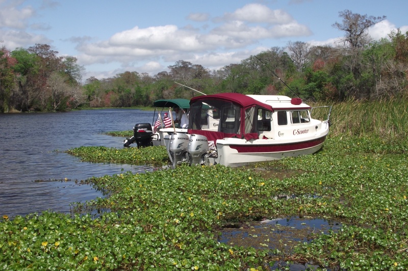 \"Weed Anchoring\"