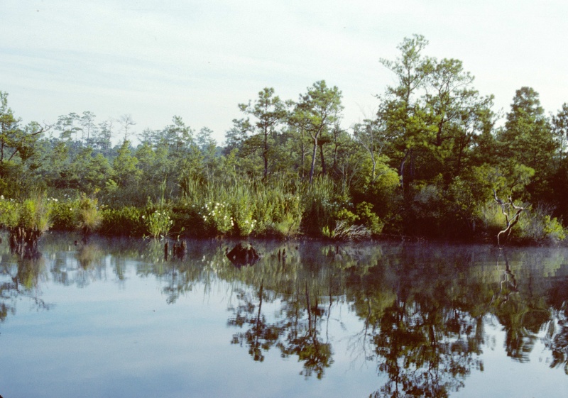 West Neck Creek before ICW