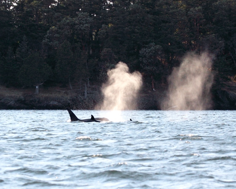 West Sound, Orca\'s Island. Pulled the anchor and followed these guys around for a couple of hours