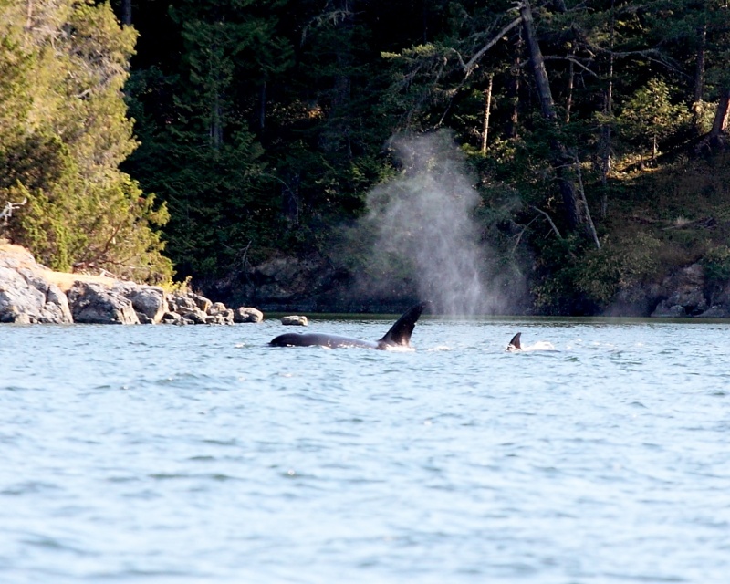 West Sound, Orca\'s Island