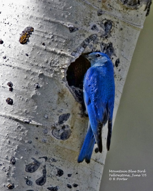 Western Blue Bird; breathtaking