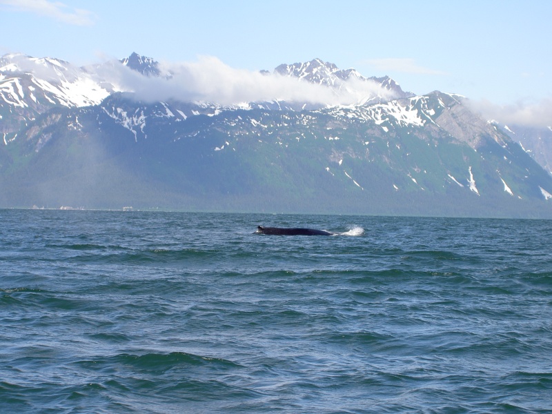 whale in the lynn canal