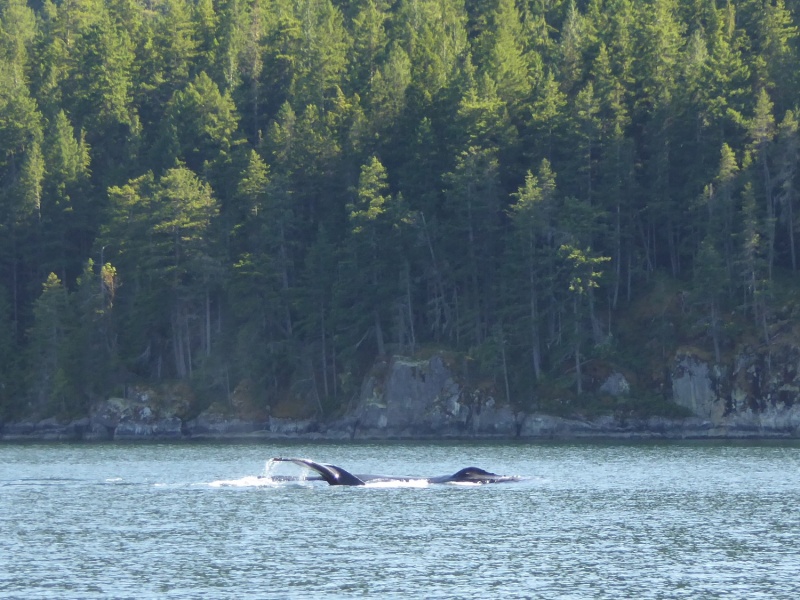 Whale sighting in narrow Lewis Channel north of Teakerne Arm