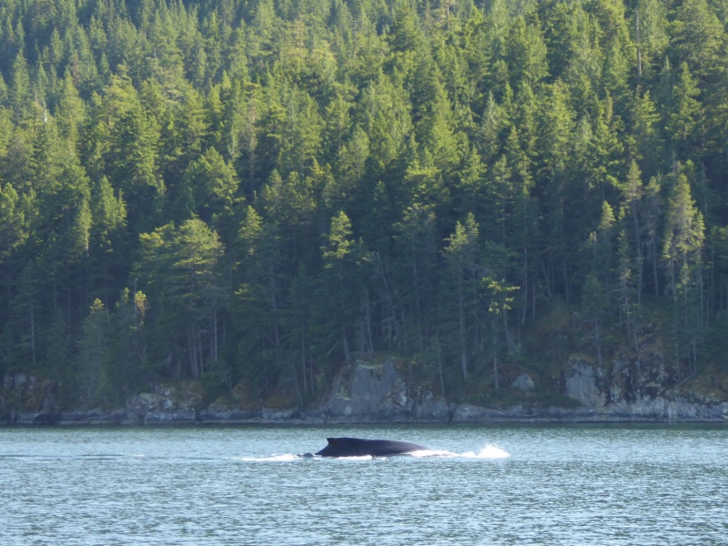 Whale sighting in narrow Lewis Channel north of Teakerne Arm