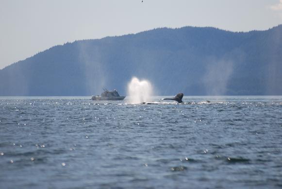 Whales at entrance to Glacier Bay