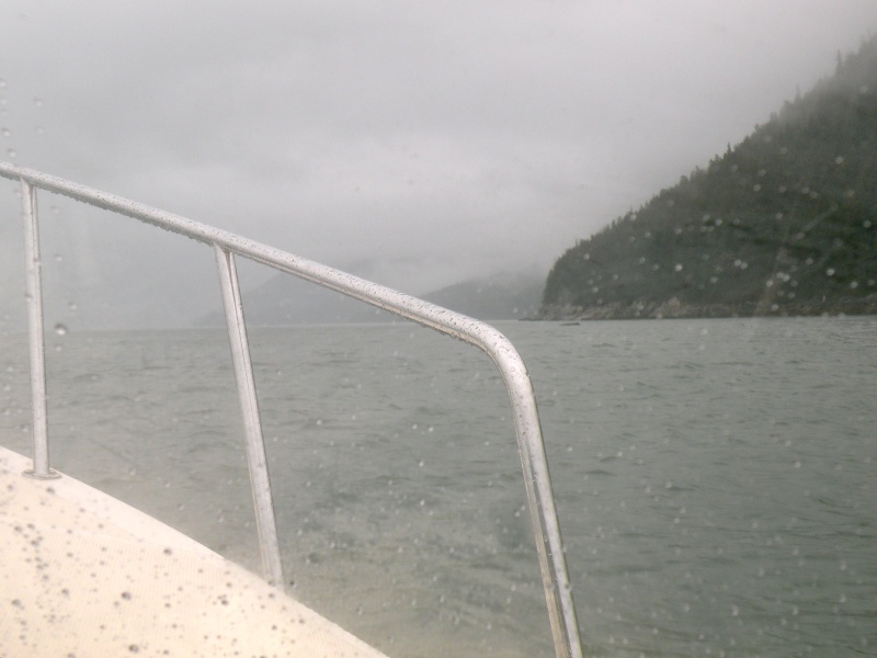 Whales outside of Taku Harbor
