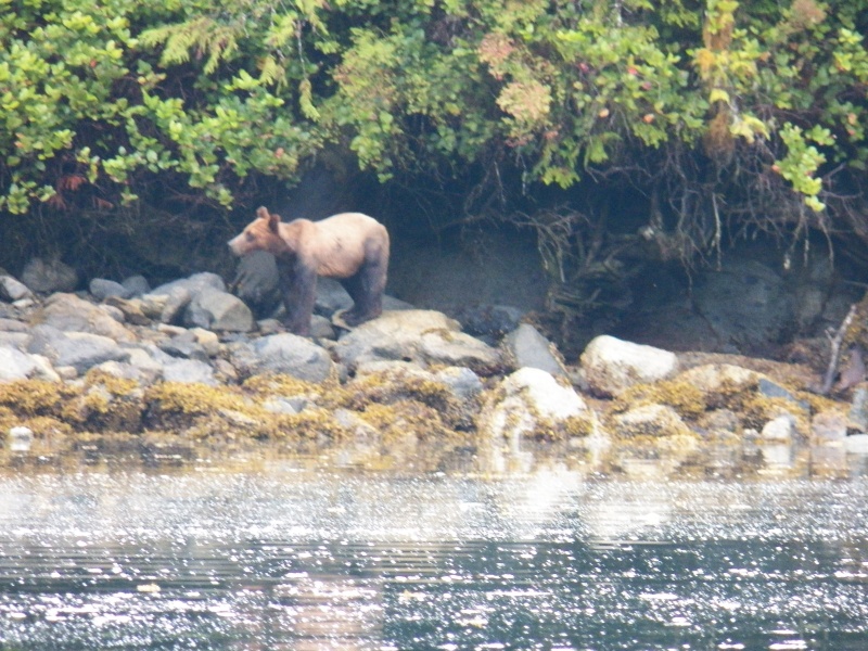 When I spotted this guy I told my wife that it looks too much like a brown bear to actually be a bear.  We drifted into a very quiet little lagoon and watched.
