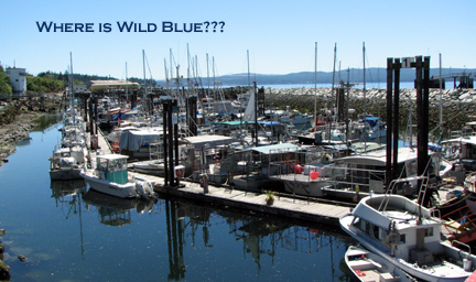 Where in the world is Wild Blue???