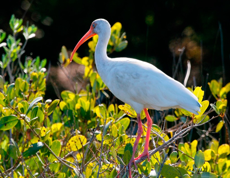 White Ibis Beauty