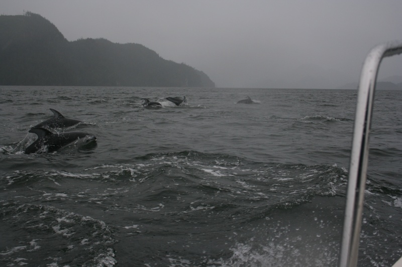 White Sided Dolphins