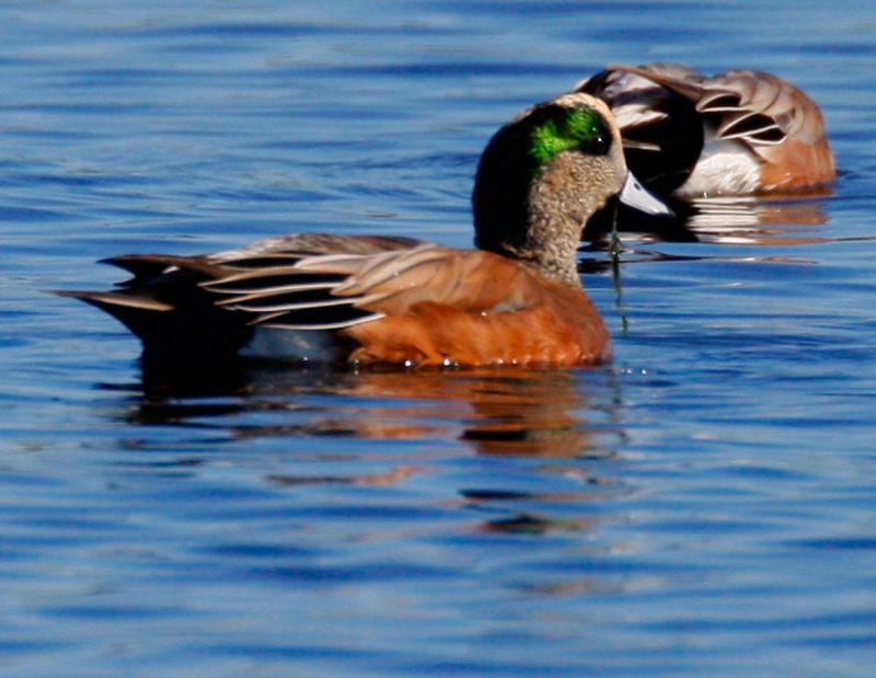 Wigeon Pair