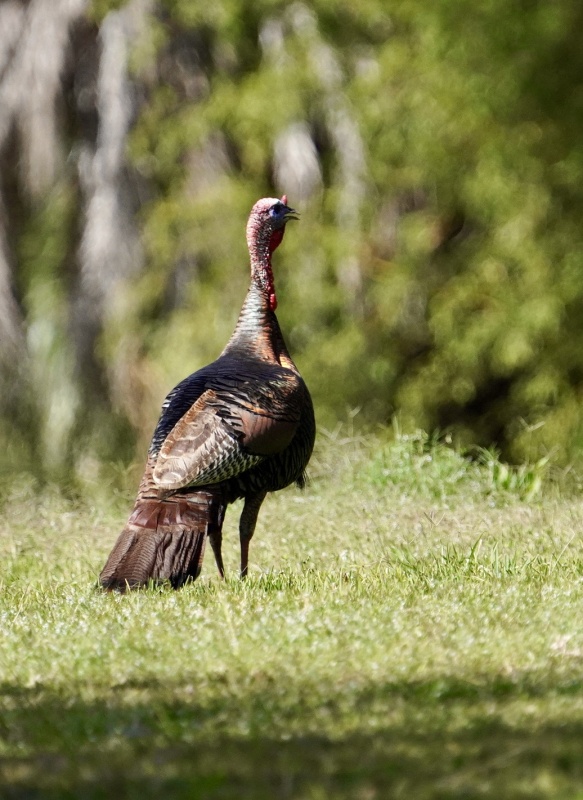 Wild Gobbler Turkey