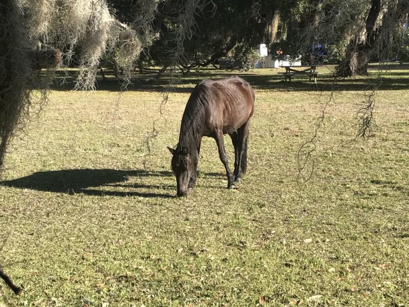 Wild horse on Cumberland Island at Plum Orchard