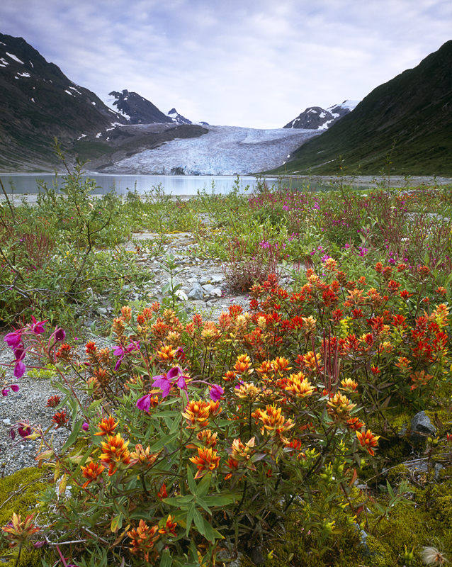 Wildflowers and Reid Glacier, Glacier Bay NP, AK