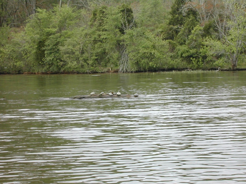Wildlife along the way
