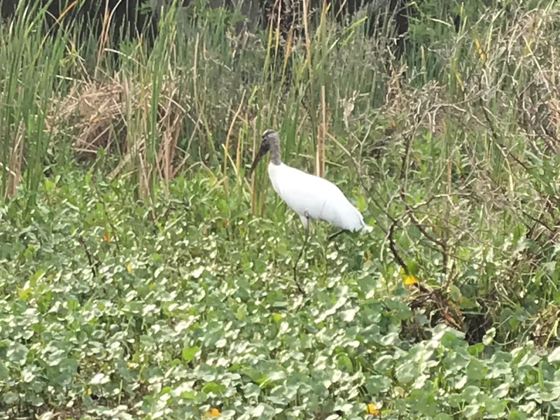 Woodstork at Hontoon