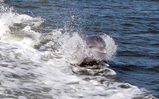 Yep, more dolphin play