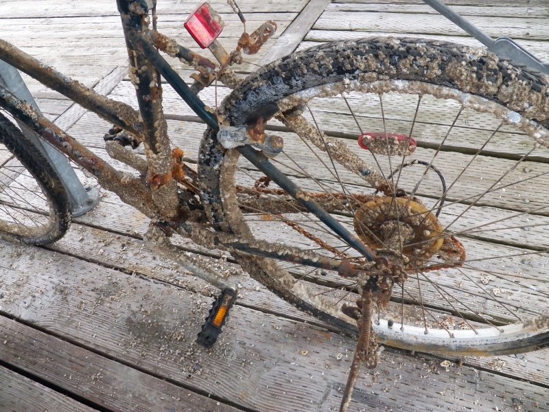 You have to perform regular maintenance with a bicycle on a boat.