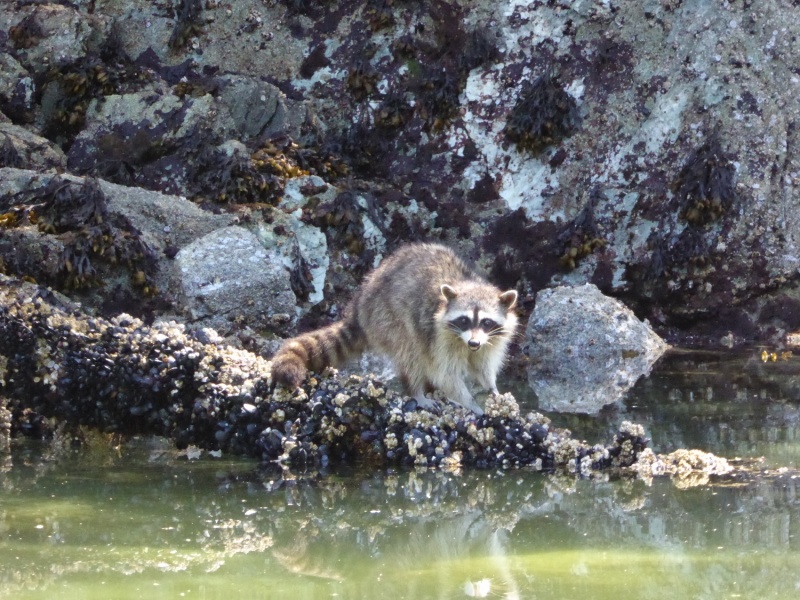Young Raccoon munching on muscles